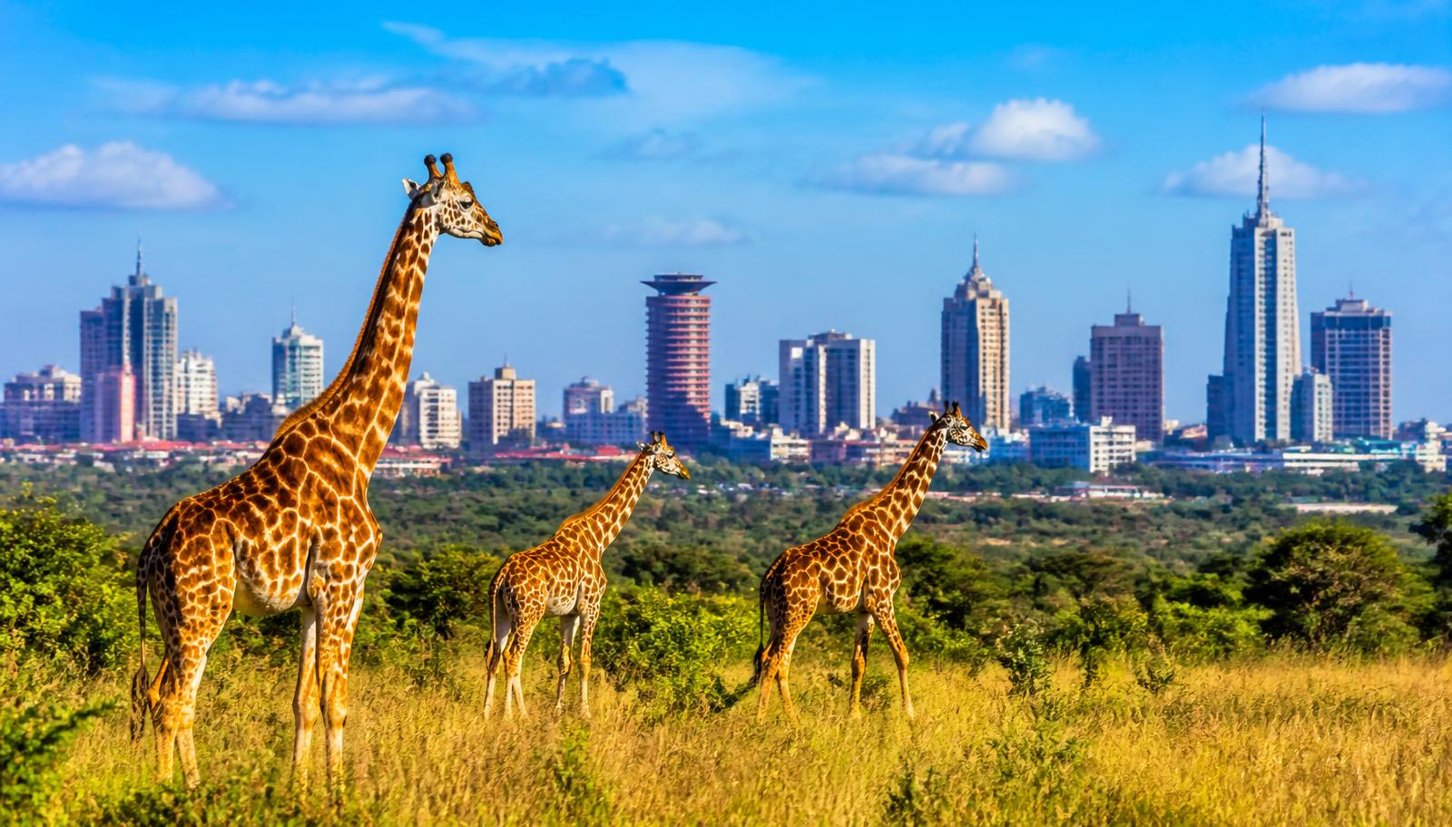 Giraffes in grassland with the Nairobi city skyline in the background on a bright day